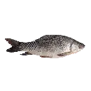 mrigal1.webp