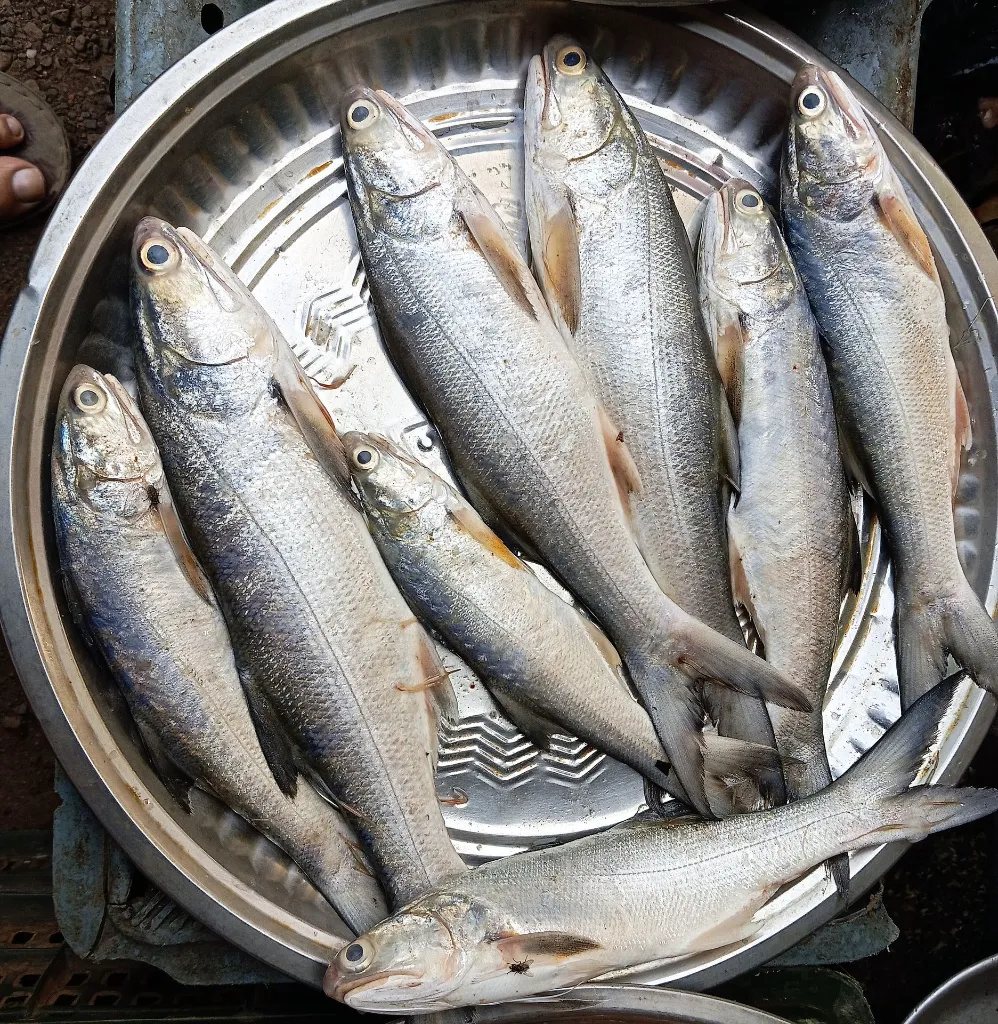 salmon.webp
