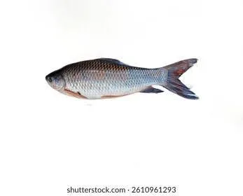 rohu1.webp