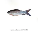 rohu1.webp