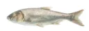 Silver Carp
