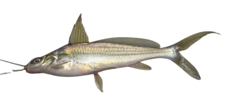 Tengra
