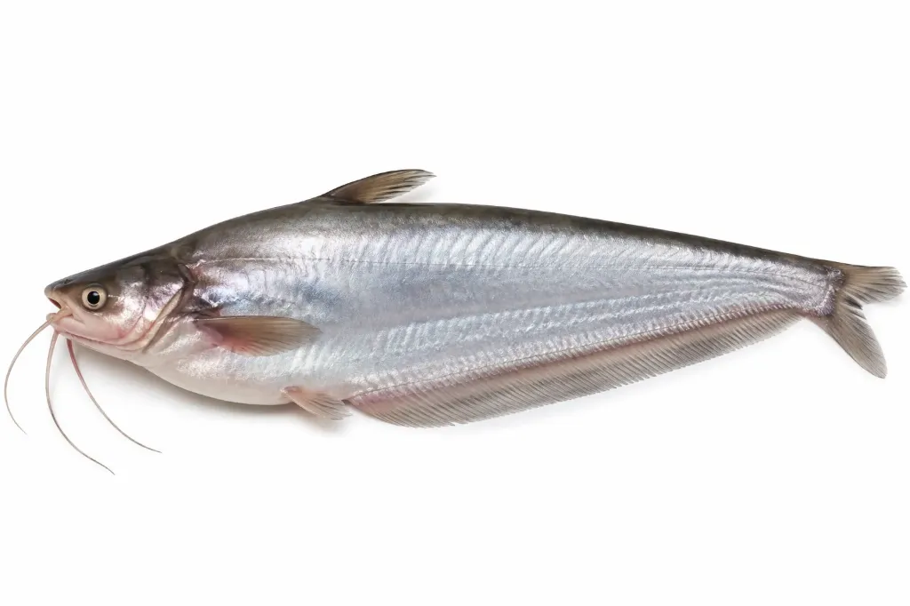 Pabda