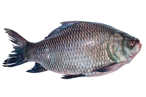 Catla (1Kg)