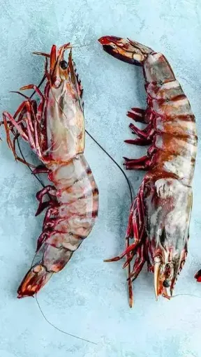 Prawn