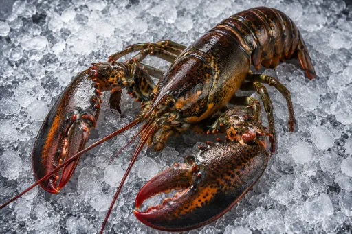Lobster