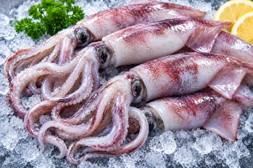 Squid