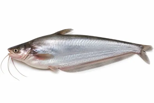 Pabda