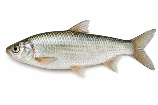 Bata