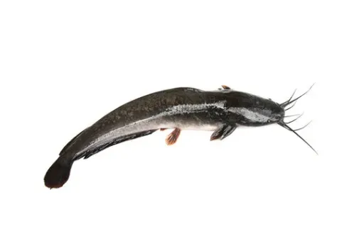 Magur (1Kg)